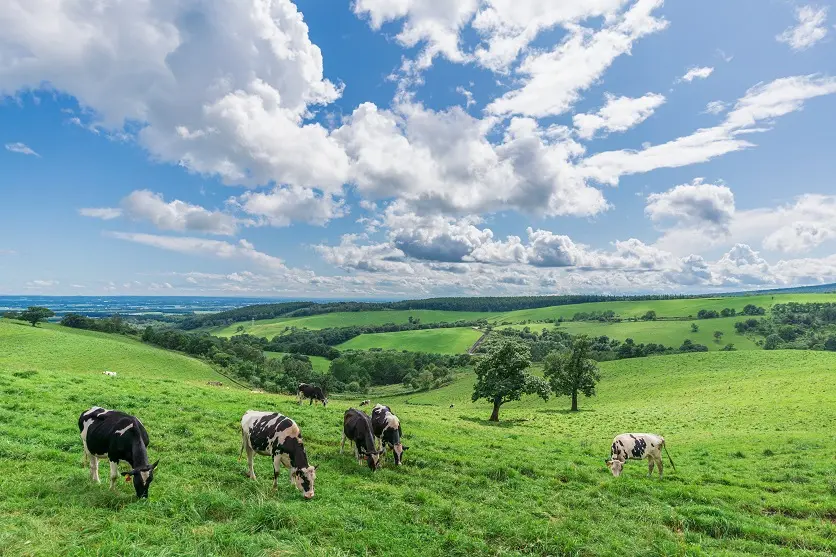 Fields and grasslands