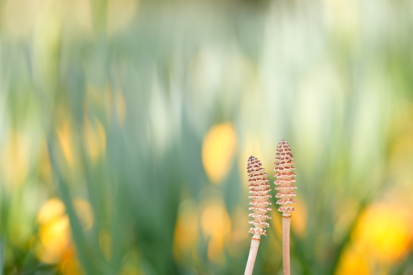 Flowers and plants