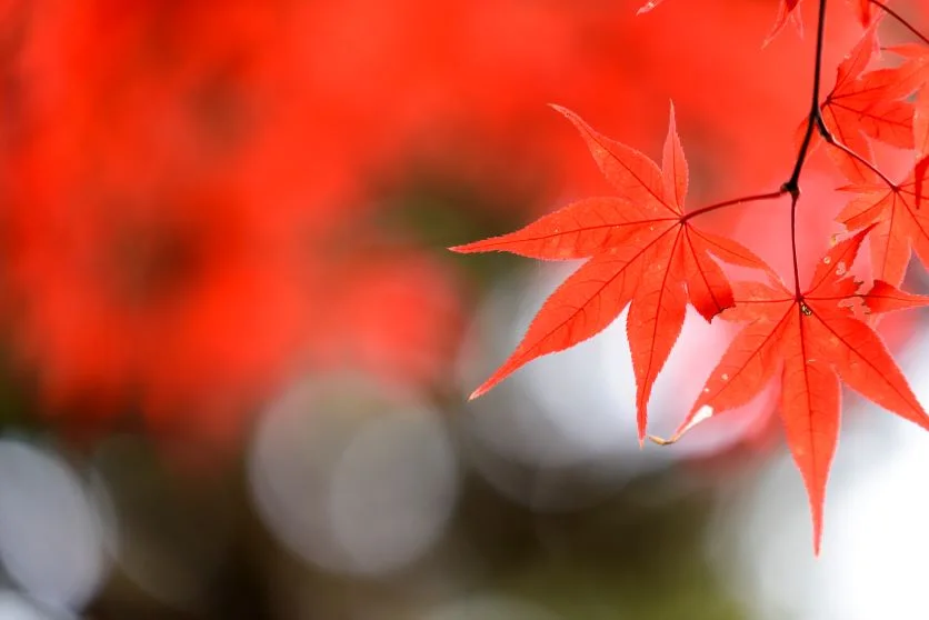 秋を彩る紅葉の撮り方とおすすめレンズ