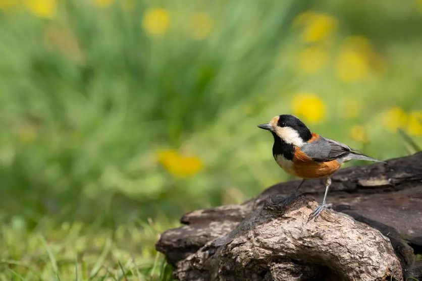 Photographing small birds