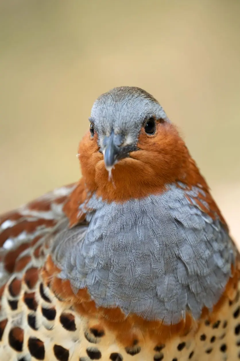  タムロンレンズで撮影された野鳥写真