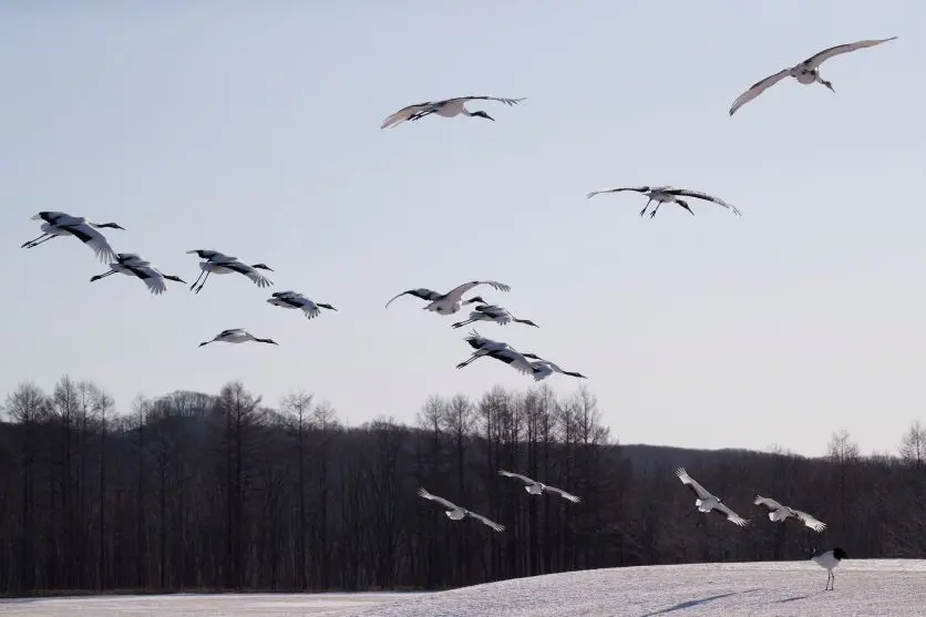  タムロンレンズで撮影された野鳥写真