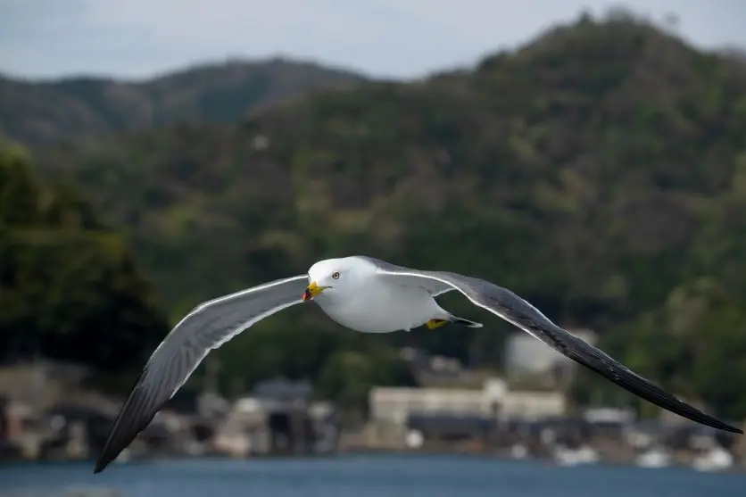  タムロンレンズで撮影された野鳥写真