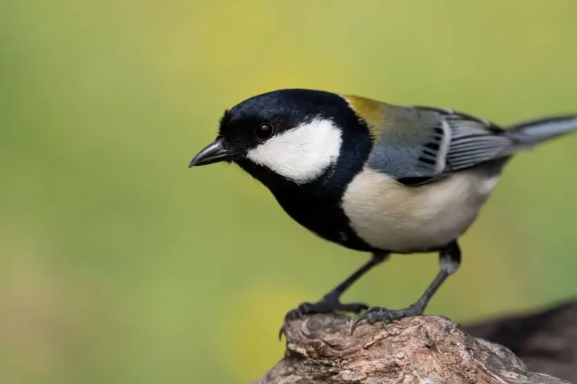  タムロンレンズで撮影された野鳥写真