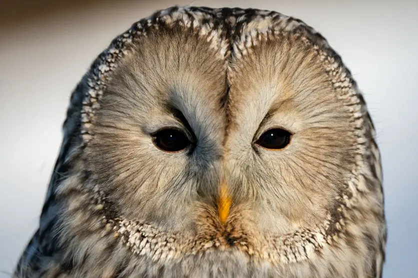  タムロンレンズで撮影された野鳥写真