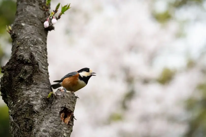  タムロンレンズで撮影された野鳥写真