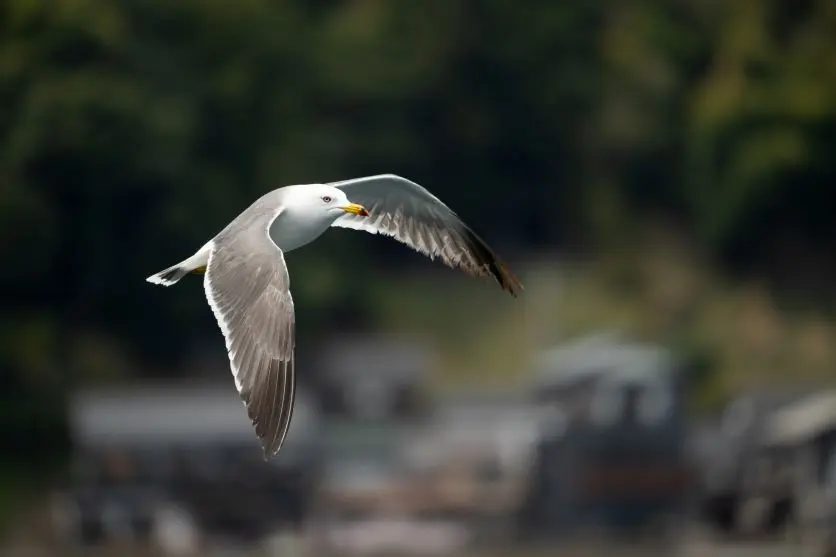  タムロンレンズで撮影された野鳥写真