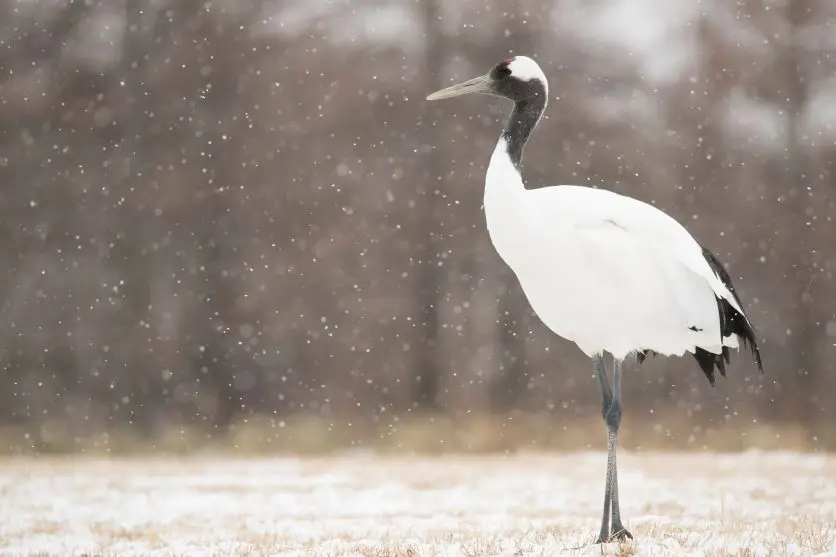 Large wild birds