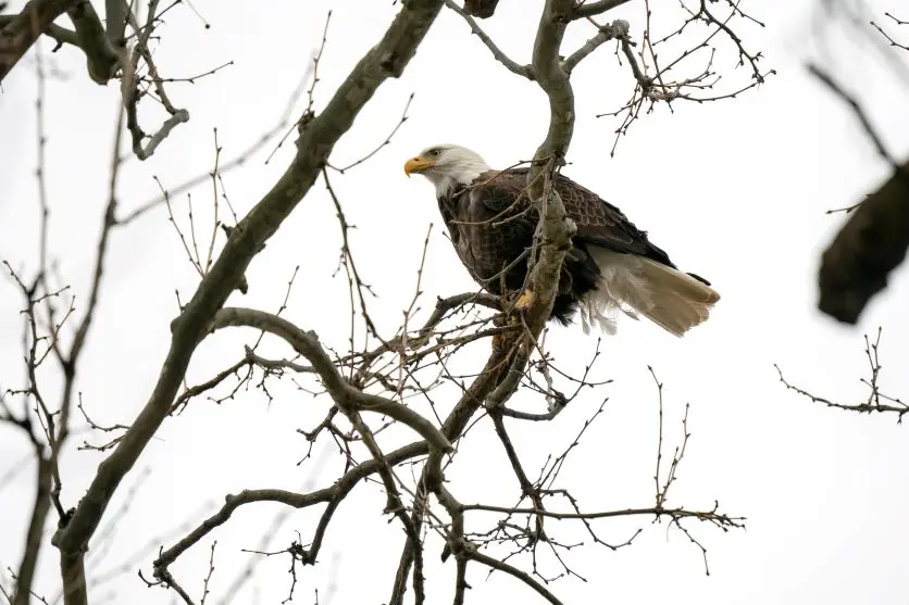  タムロンレンズで撮影された野鳥写真