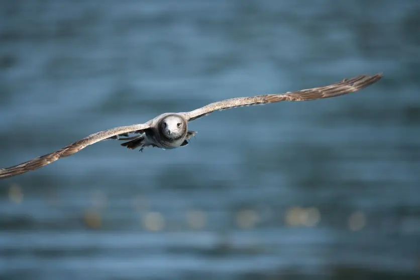 Birds in flight