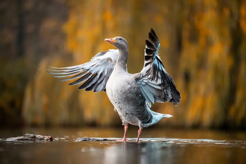 Wild birds near water