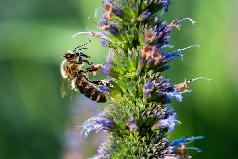 Focus on the insect's eyes and central element