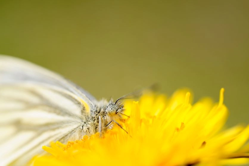 Wait for bees and butterflies to gather on flowers