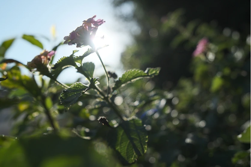 Plants and flowers