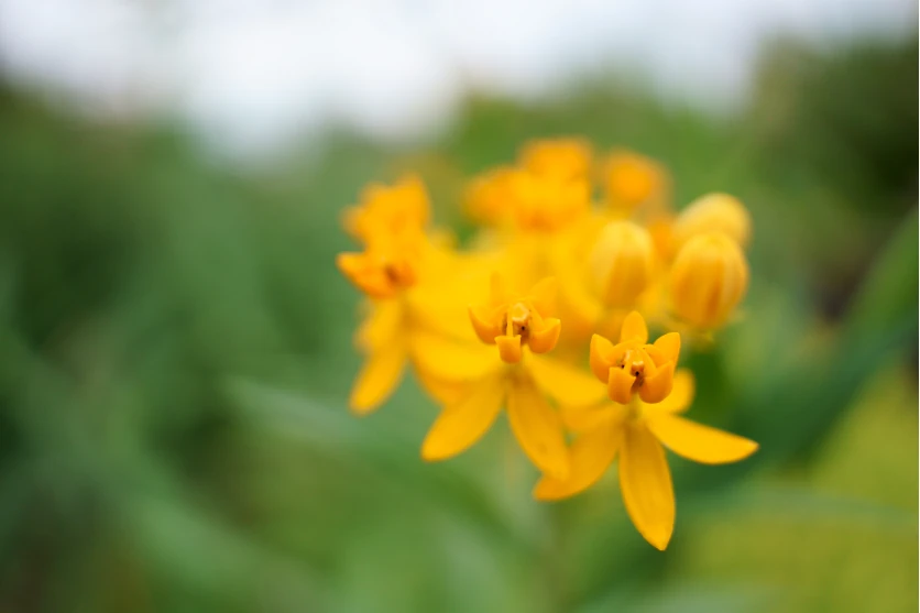 Flowers and Plants