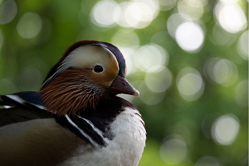 Large bokeh