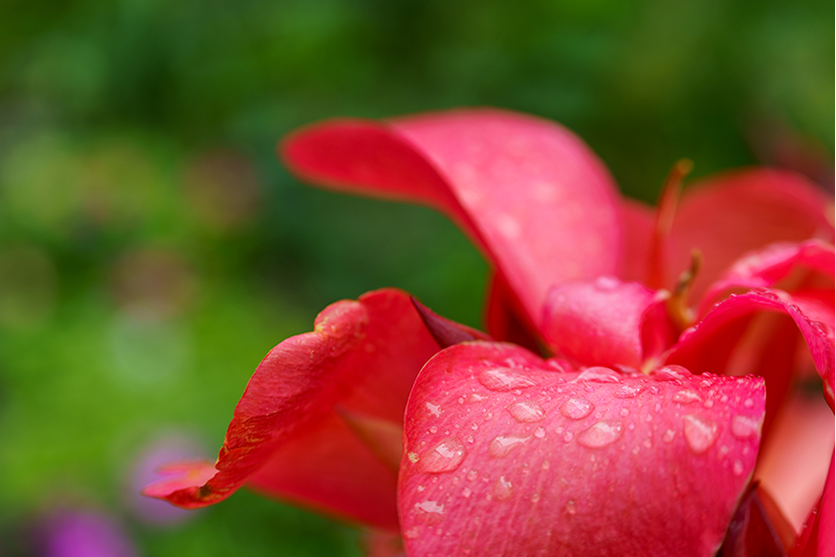 Close-ups that make the most of large bokeh