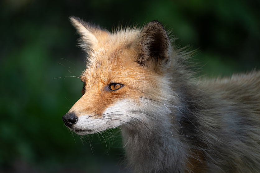 野生動物