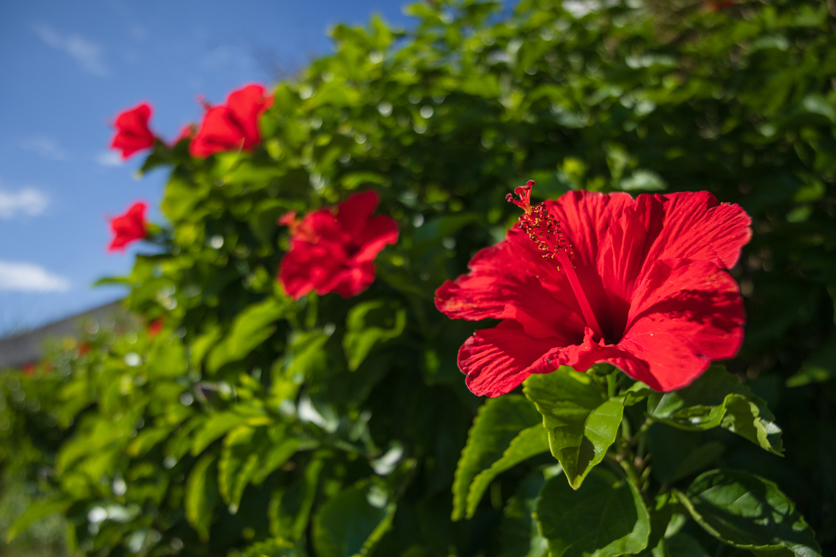 11-20mm F2.8 B060 作例 花