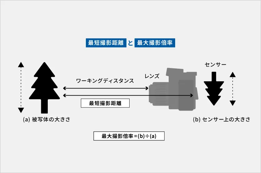 接写(マクロ撮影)とは？小さな世界を大きく写すテクニックをご紹介