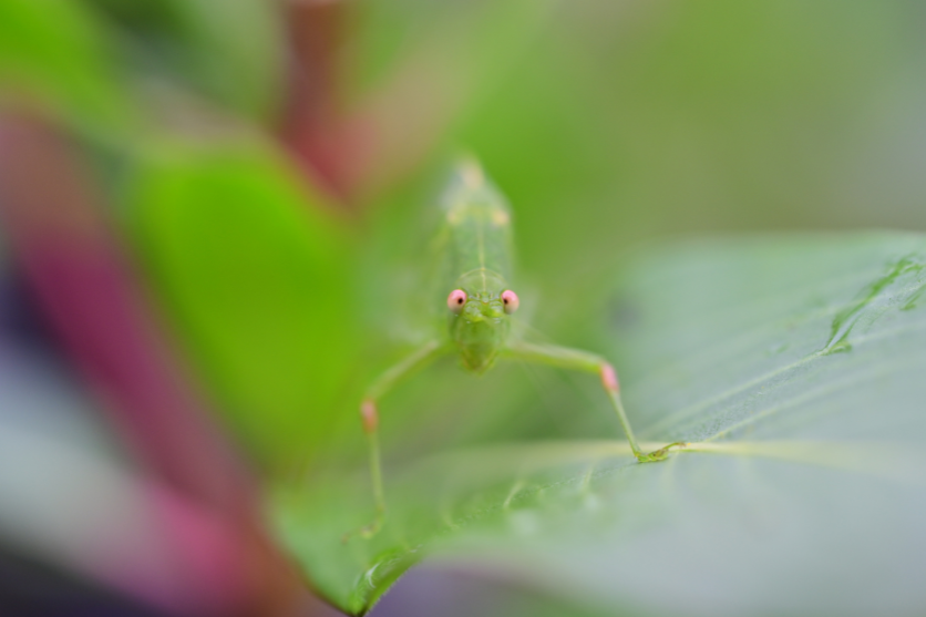 タムロン90mm F2.8 MACRO (Model F072)製品レビュー