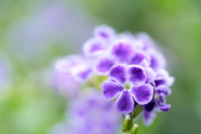 マクロレンズで楽しむ！花と昆虫の撮り方】レンズの選び方や使いこなすコツをご紹介 | TAMRON | タムロン