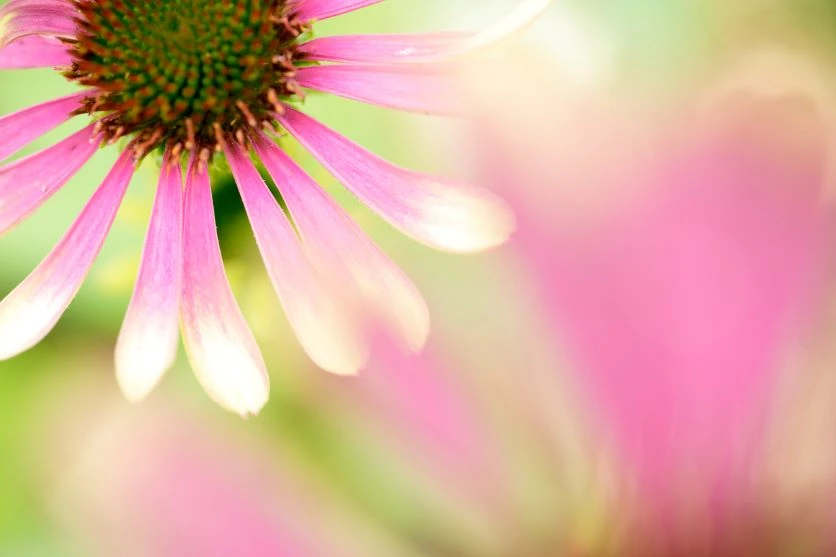 【マクロレンズで楽しむ！花と昆虫の撮り方】レンズの選び方や使いこなすコツをご紹介