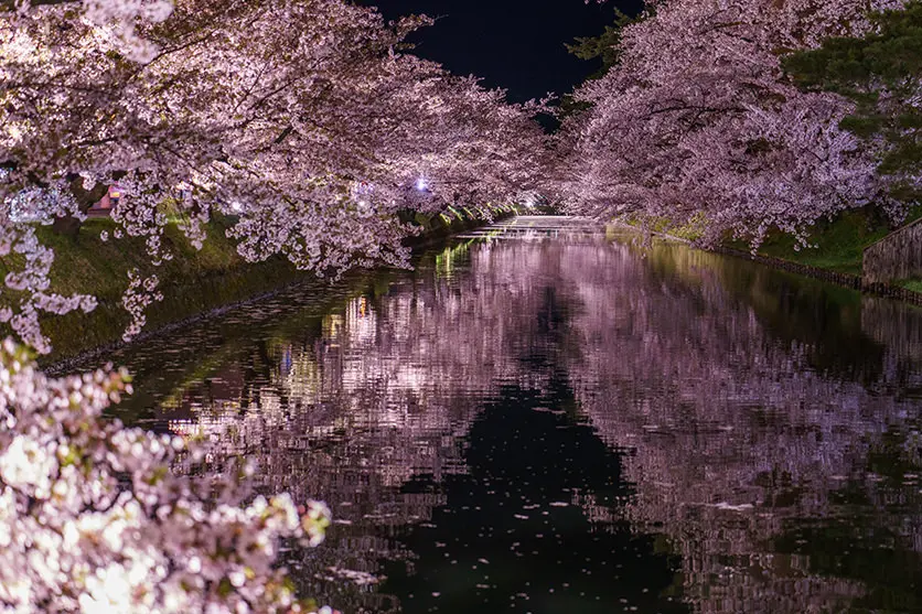 Cherry blossoms at night