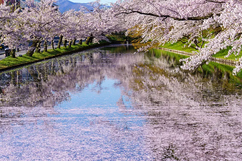 Hana-ikada (flower rafts) and upside-down cherry blossoms