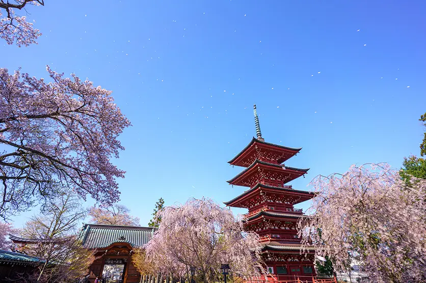 Making the cherry blossoms look impressive in the background