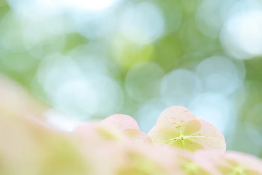 Beautiful and smooth bokeh