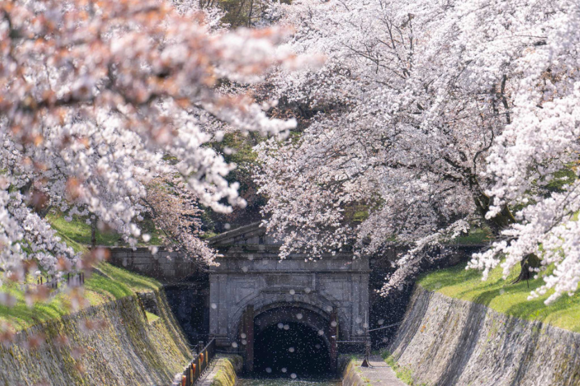 How to Take Cherry Blossom Photos: Tips for Taking Beautiful Cherry Blossom Photos with an interchangeable-lens Camera