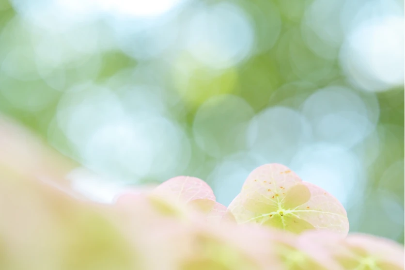 How to create beautiful bokeh effects: Using bokeh to capture stunning photos