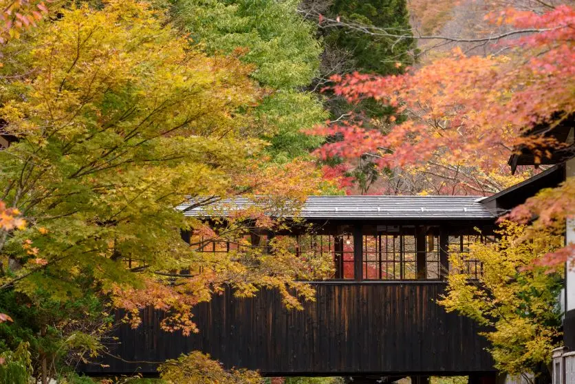 [How to photograph autumn foliage] Tips for capturing expansive landscapes and colorful leaves, and choosing the suitable Lens