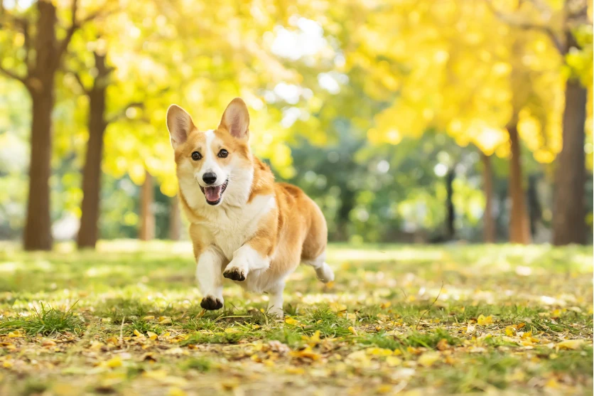 How to take great photos of pets (dogs and cats) We go over the key points on shooting techniques and lens choices for interchangeable lens cameras 