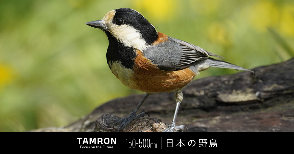 タムロン 150-500mm F/5-6.7で撮る日本の野鳥 | 野鳥写真家 山田芳文