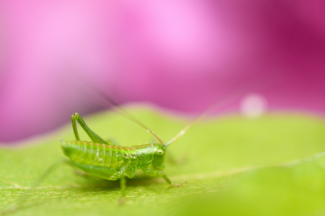 タムロン90mm F2.8 MACRO<br>焦点距離：90mm　絞り：F2.8　シャッタースピード：1/640秒　ISO感度：800