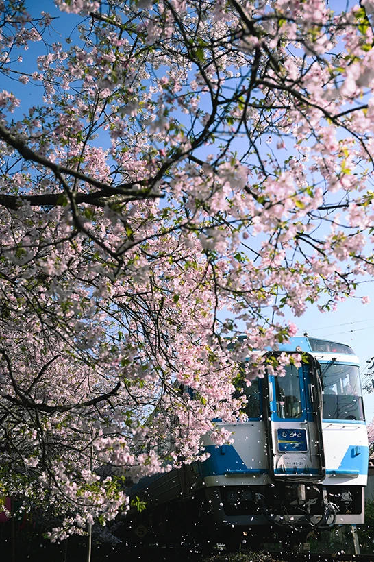 桜舞い散る阿波の春