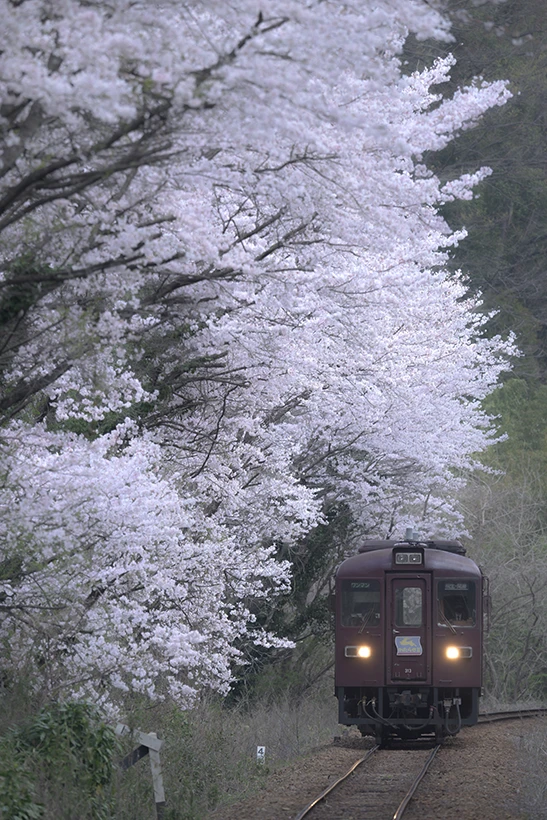 桜賞